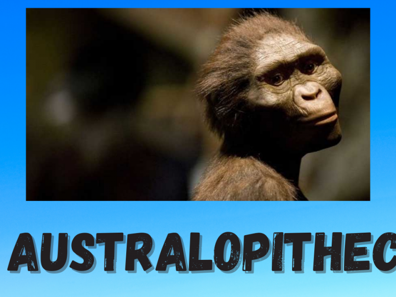 El Australopithecus
